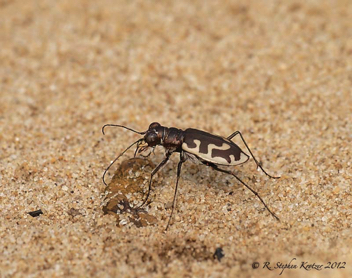 Cicindela hirticollis